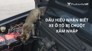 Dấu hiệu nhận biết xe ô tô bị chuột xâm nhập